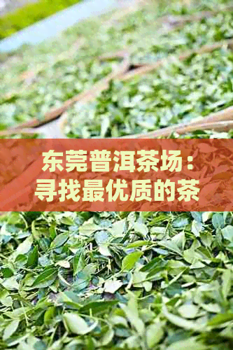 东莞普洱茶场：寻找更优质的茶叶供应商及价格参考