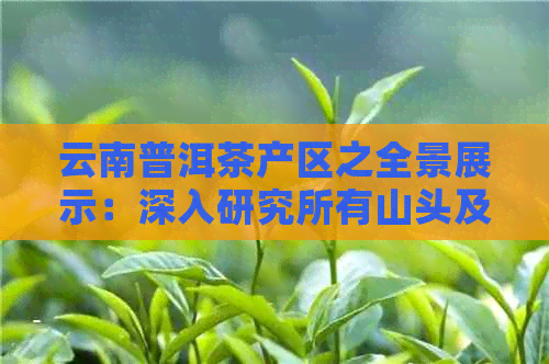 云南普洱茶产区之全景展示：深入研究所有山头及其特色茶叶