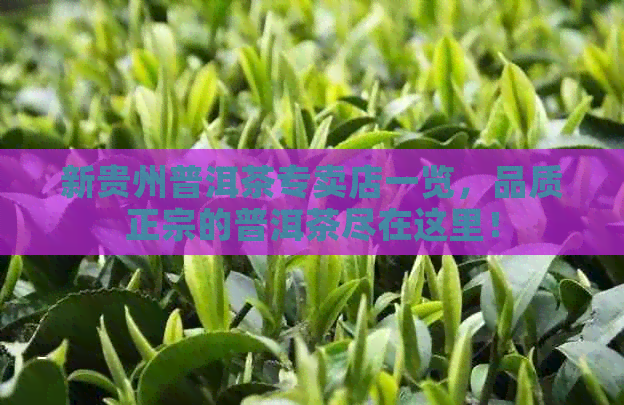 新贵州普洱茶专卖店一览，品质正宗的普洱茶尽在这里！