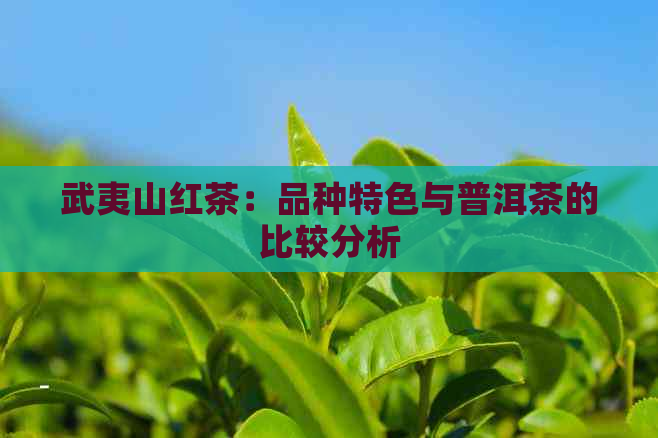 武夷山红茶：品种特色与普洱茶的比较分析