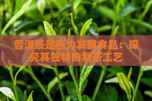 普洱茶是否为发酵食品：探究其独特的制茶工艺