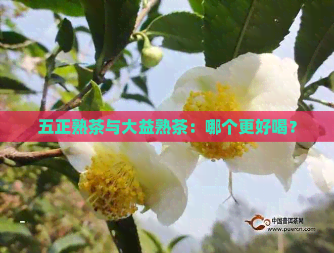 五正熟茶与大益熟茶：哪个更好喝？