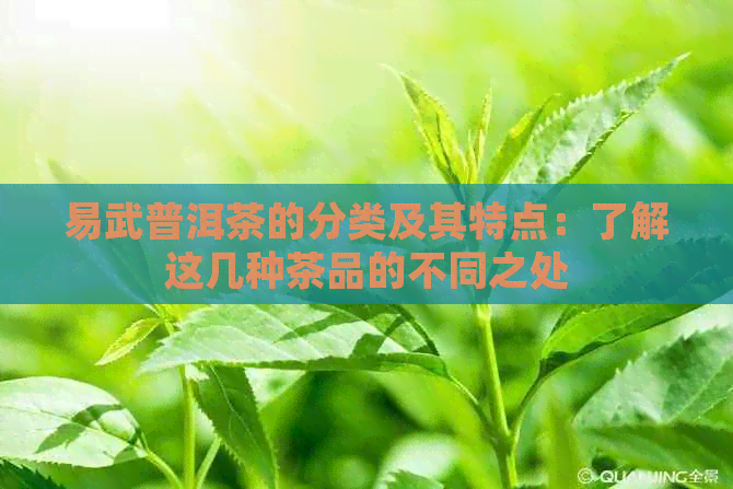 易武普洱茶的分类及其特点：了解这几种茶品的不同之处