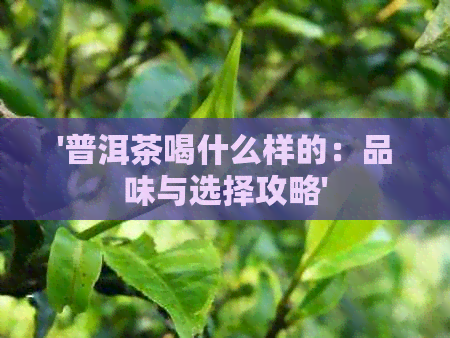 '普洱茶喝什么样的：品味与选择攻略'