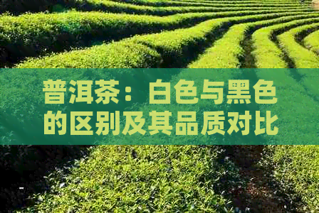 普洱茶：白色与黑色的区别及其品质对比，一文解析两种茶的特点和鉴方法