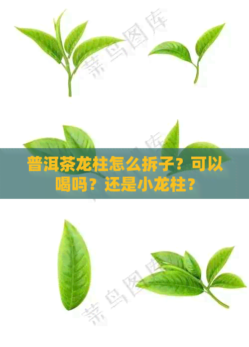 普洱茶龙柱怎么拆子？可以喝吗？还是小龙柱？