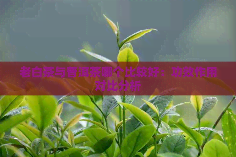 老白茶与普洱茶哪个比较好：功效作用对比分析