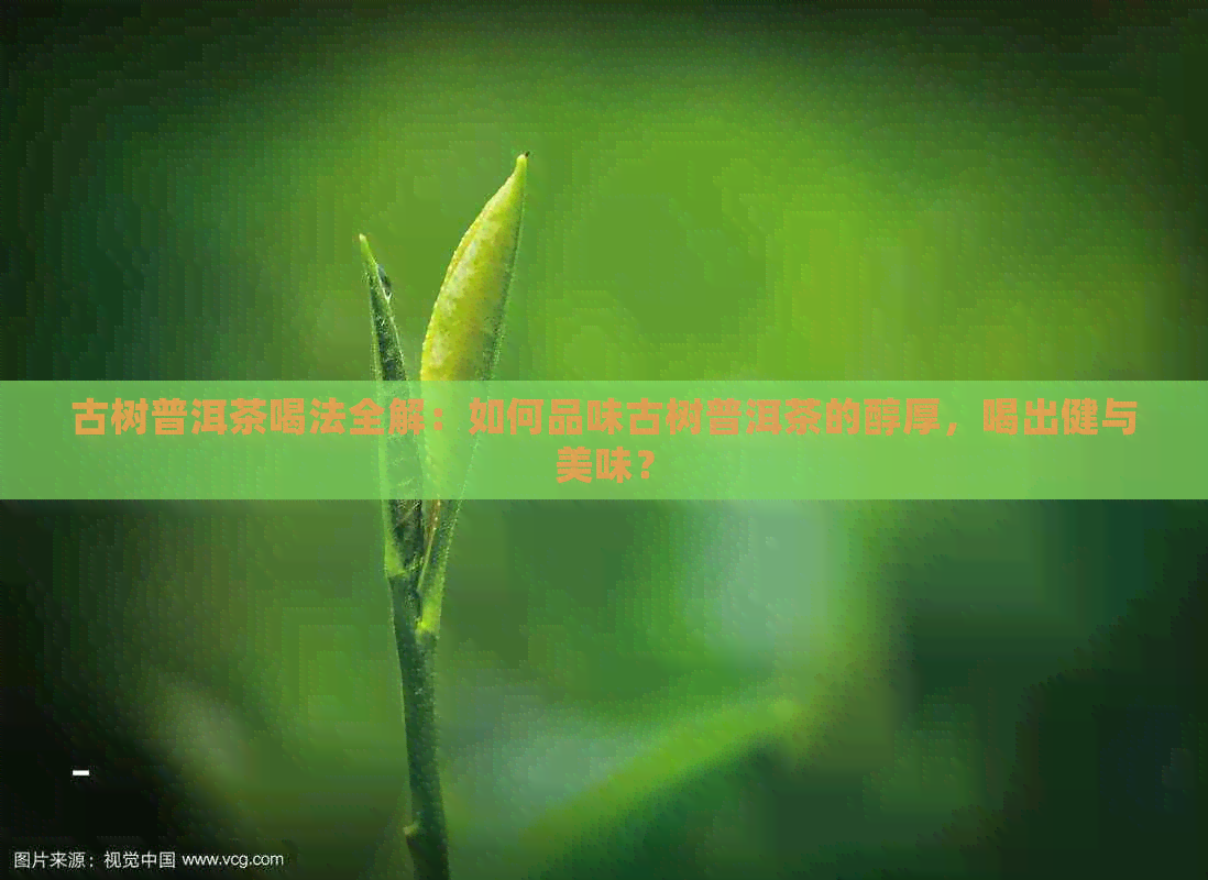 古树普洱茶喝法全解：如何品味古树普洱茶的醇厚，喝出健与美味？