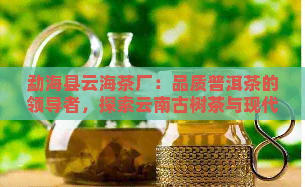 勐海县云海茶厂：品质普洱茶的领导者，探索云南古树茶与现代工艺完美融合