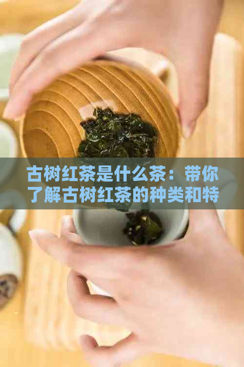 古树红茶是什么茶：带你了解古树红茶的种类和特点