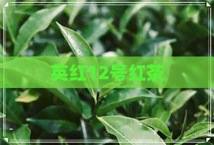 英红12号红茶