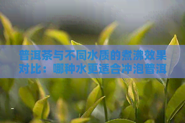 普洱茶与不同水质的煮沸效果对比：哪种水更适合冲泡普洱茶？