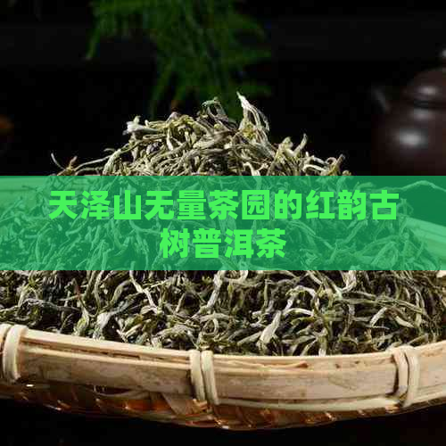 天泽山无量茶园的红韵古树普洱茶