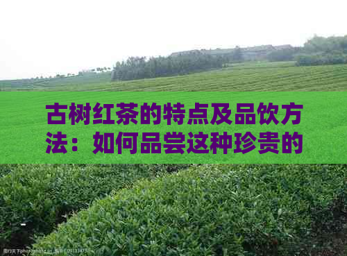 古树红茶的特点及品饮方法：如何品尝这种珍贵的红茶？