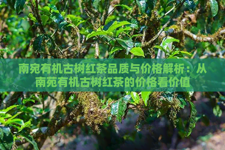 南宛有机古树红茶品质与价格解析：从南苑有机古树红茶的价格看价值