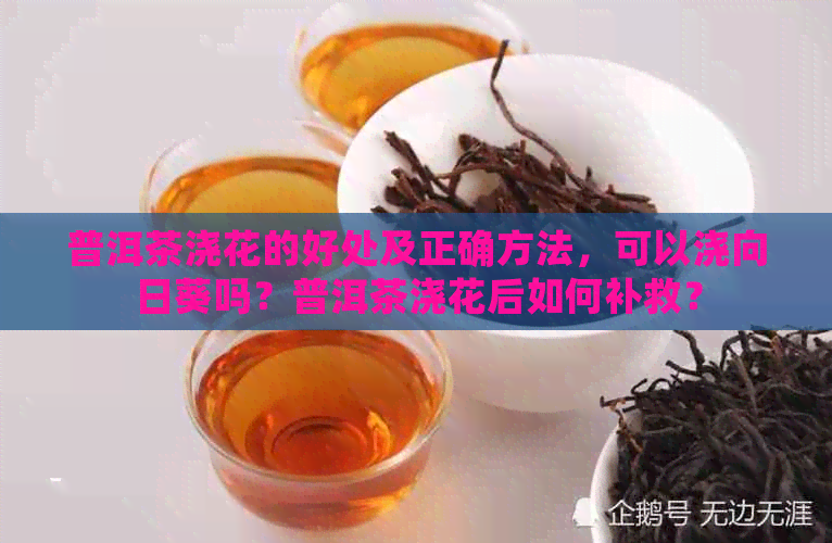 普洱茶浇花的好处及正确方法，可以浇向日葵吗？普洱茶浇花后如何补救？