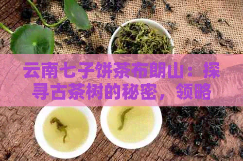 云南七子饼茶布朗山：探寻古茶树的秘密，领略布朗山的独特魅力