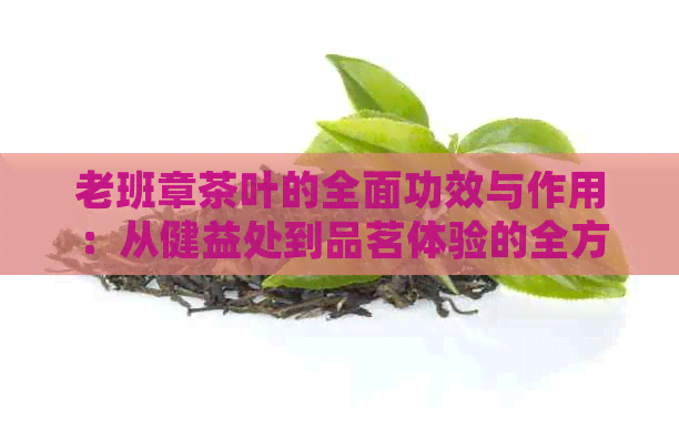 老班章茶叶的全面功效与作用：从健益处到品茗体验的全方位解析