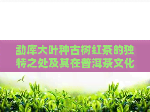 勐库大叶种古树红茶的独特之处及其在普洱茶文化中的解析