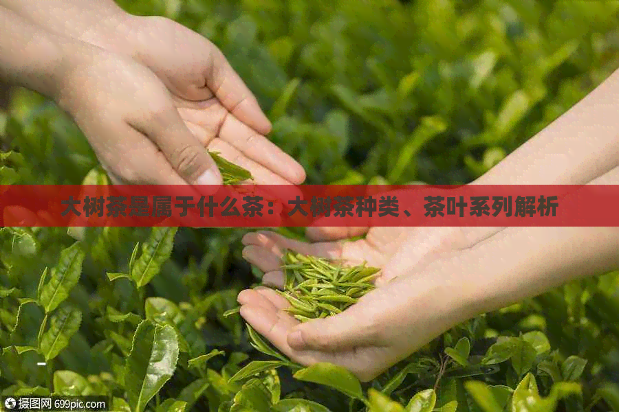 大树茶是属于什么茶：大树茶种类、茶叶系列解析