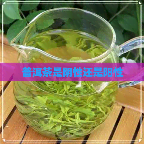 普洱茶是阴性还是阳性