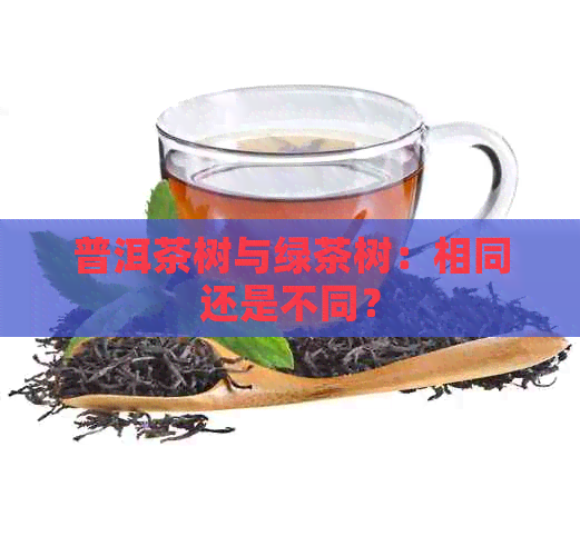 普洱茶树与绿茶树：相同还是不同？