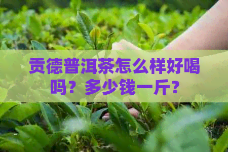 贡德普洱茶怎么样好喝吗？多少钱一斤？