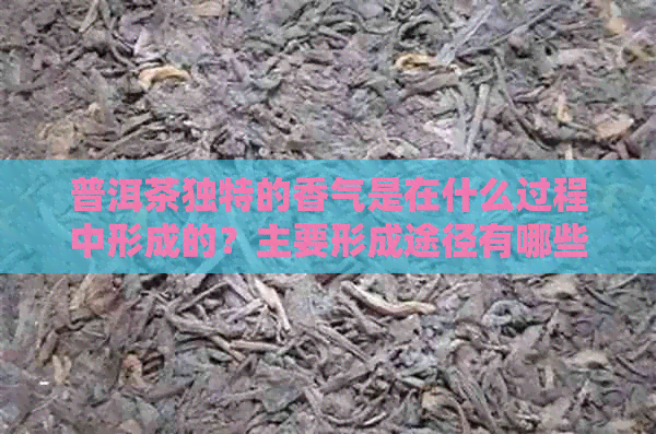 普洱茶独特的香气是在什么过程中形成的？主要形成途径有哪些？