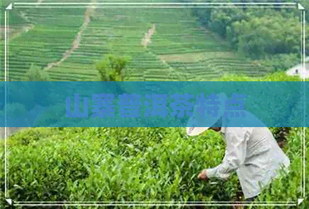 山寨普洱茶特点