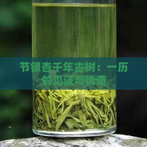 节银杏千年古树：一历的见证与传奇