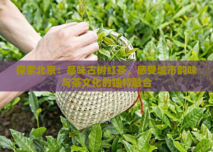 探索北京：品味古树红茶，感受城市韵味与茶文化的独特融合