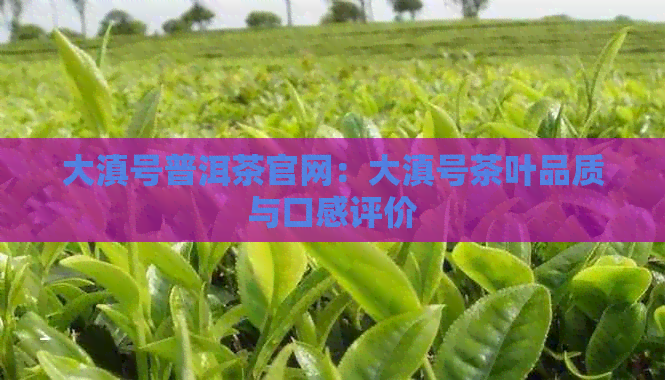 大滇号普洱茶官网：大滇号茶叶品质与口感评价