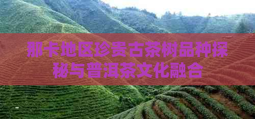 那卡地区珍贵古茶树品种探秘与普洱茶文化融合