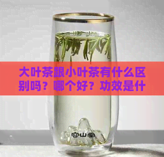 大叶茶跟小叶茶有什么区别吗？哪个好？功效是什么？