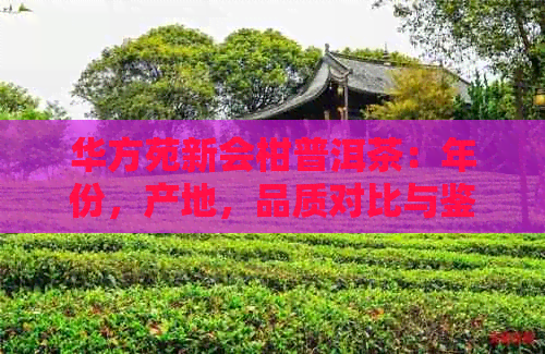 华方苑新会柑普洱茶：年份，产地，品质对比与鉴