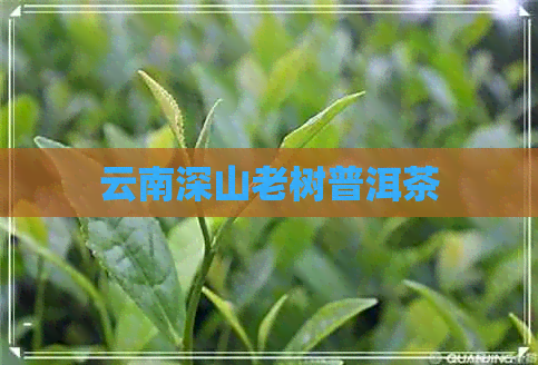 云南深山老树普洱茶