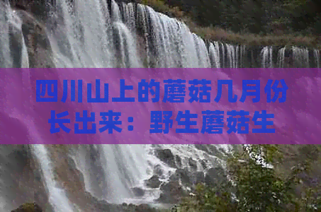 四川山上的蘑菇几月份长出来：野生蘑菇生长与采摘月份指南