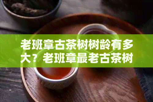 老班章古茶树树龄有多大？老班章最老古茶树的树龄解析