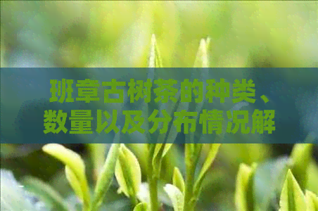 班章古树茶的种类、数量以及分布情况解析：一个全面详实的探索