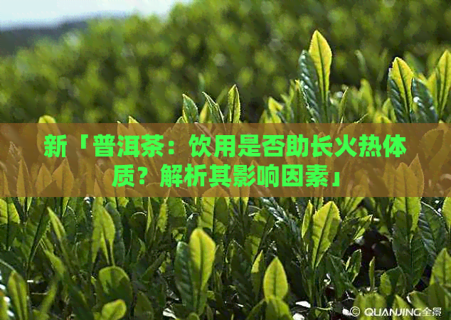 新「普洱茶：饮用是否助长火热体质？解析其影响因素」