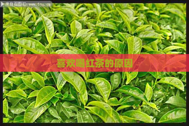 喜欢喝红茶的原因