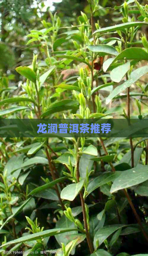 龙润普洱茶推荐