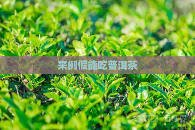 来例假能吃普洱茶