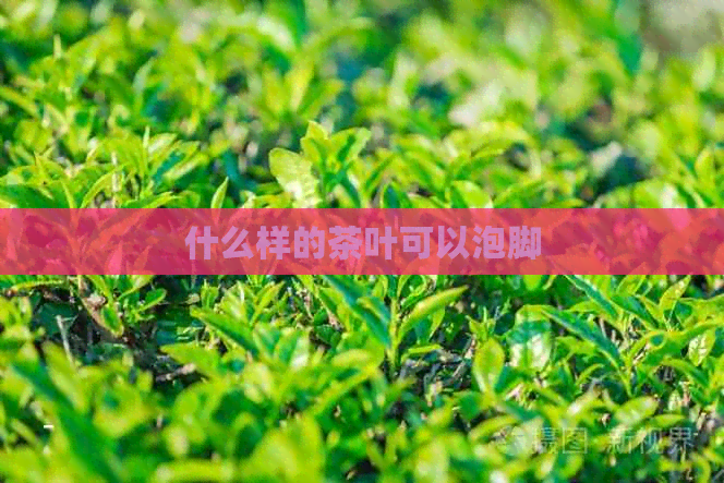 什么样的茶叶可以泡脚