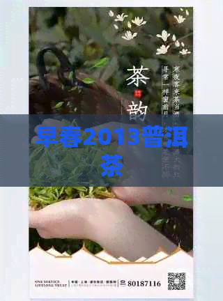 早春2013普洱茶