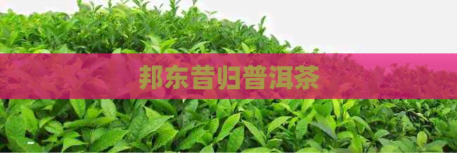 邦东昔归普洱茶