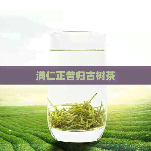 满仁正昔归古树茶