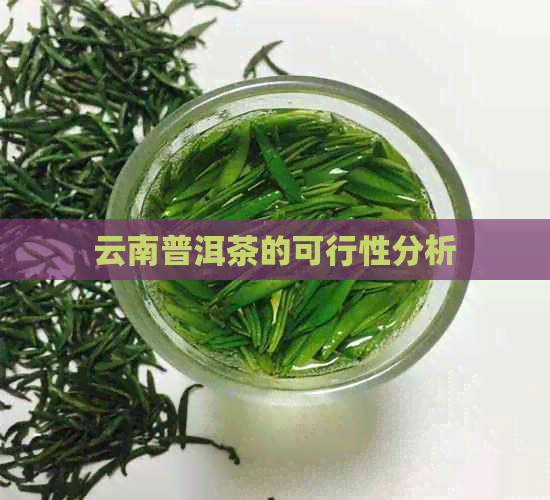 云南普洱茶的可行性分析