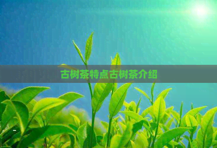 古树茶特点古树茶介绍