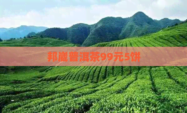 邦崴普洱茶99元5饼